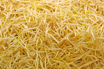 Beansprouts. A very large pile of it.