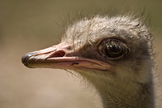ostrich #3