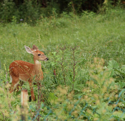 fawn