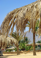 Egypt - resort Nuweiba - palms with hammock