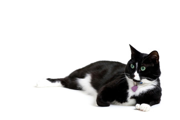 Black and white cat posing over a white background.