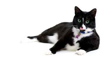 Black and white cat posing over a white background.