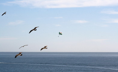Birds and Balloons