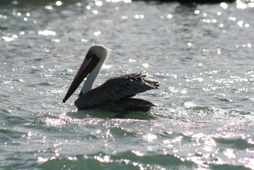 black and white pelican