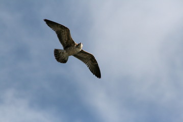 Blue Sky & Bird