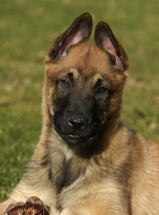 puppy malinois