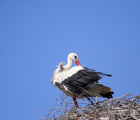 White Stork ( Ciconia ciconia )