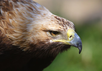 Naklejka premium Eagle