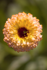 orange flower close-up (calendula officinalis)