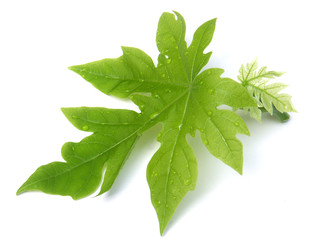 jeunes feuilles de papayer