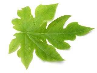 Obraz premium feuille naissante de papayer