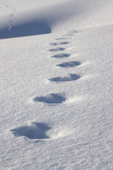 Fototapeta na wymiar Tracce sulla neve