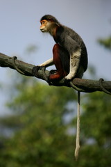 Douc Langurs