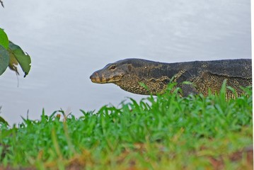water lizard at the lake sides