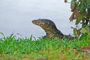 water lizard at the lake sides