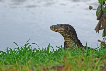 water lizard at the lake sides