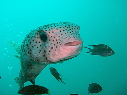 Kofferfisch im Korallenriff