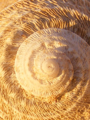 beige spiral shell