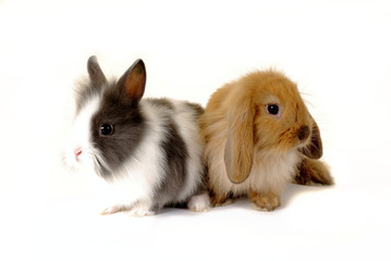 deux lapins