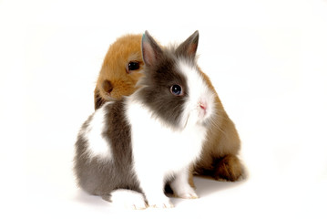 deux lapins 2