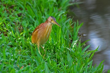 brown heron looking for foods at the lake sides