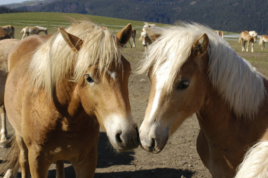 Zwei schmusende Haflinger