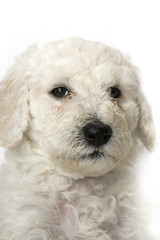 Jeune chiot - Caniche royal blanc