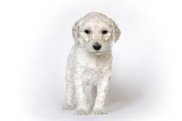 Jeune chiots - Caniche royal