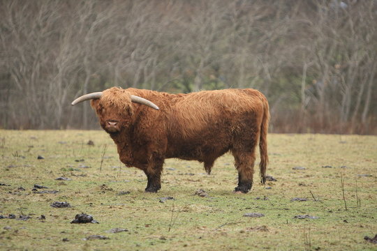 highland cow