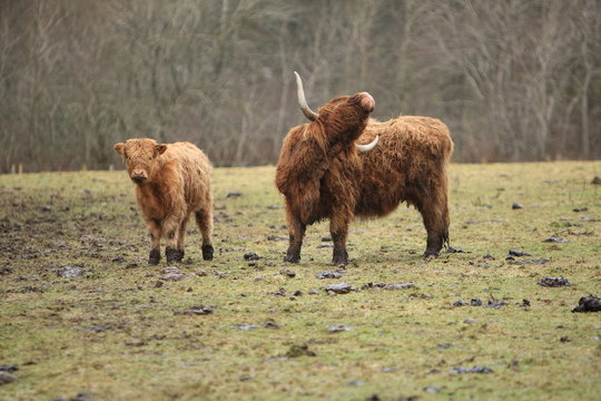 highland cow and calf
