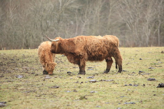 highland cow