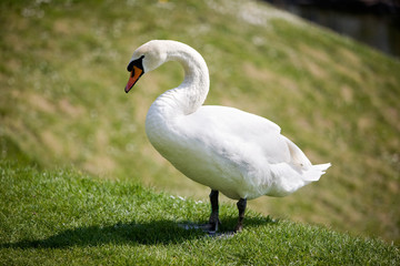 A swan standing on grass