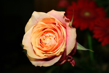 rose1