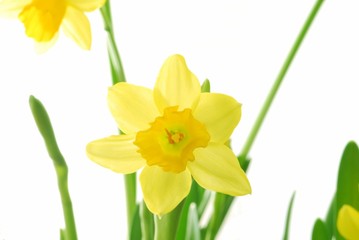 Bunch of yellow spring daffodils against white background