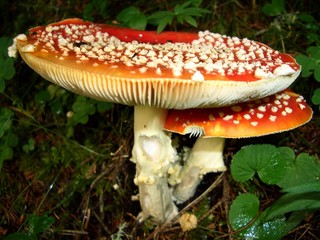 amanita muscaria