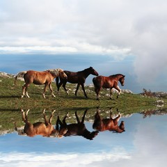 Horses in mountain