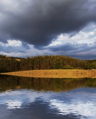 Pines forest and storm clouds