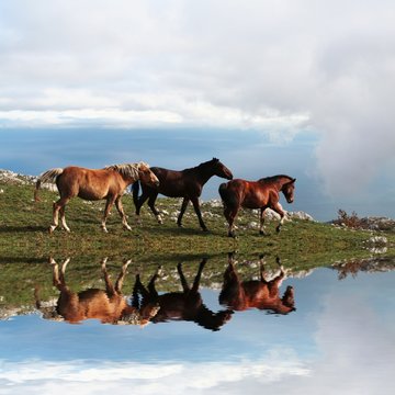 Horses in mountain