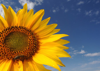 Sonnenblume vor blauen Himmel