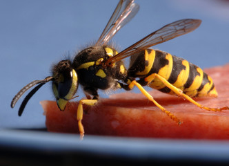 Wespe an einer Wurstscheibe auf einem Teller