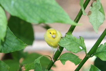 SMALL YELLOW  CANARY