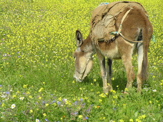 Esel im Blumenmeer