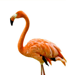 flamingo © Andreas Gradin
