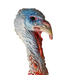 turkey - 5887330