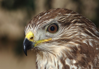 Mäusebussard