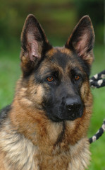 Schäferhund