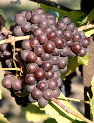 White Wine Grape (Pinot Gris/Pinot Grigio)
