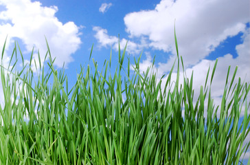 Time to Mow the Lawn