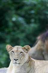 African Lions