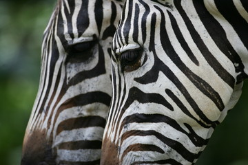 Naklejka premium Zebra
